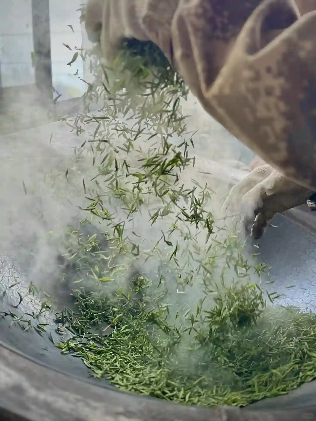 黄茶的“闷黄”工艺，藏着什么讲究？