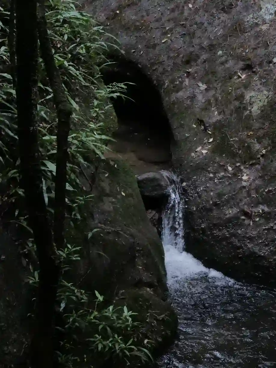 凤凰单丛的鸭屎香，名字怪味道却好？