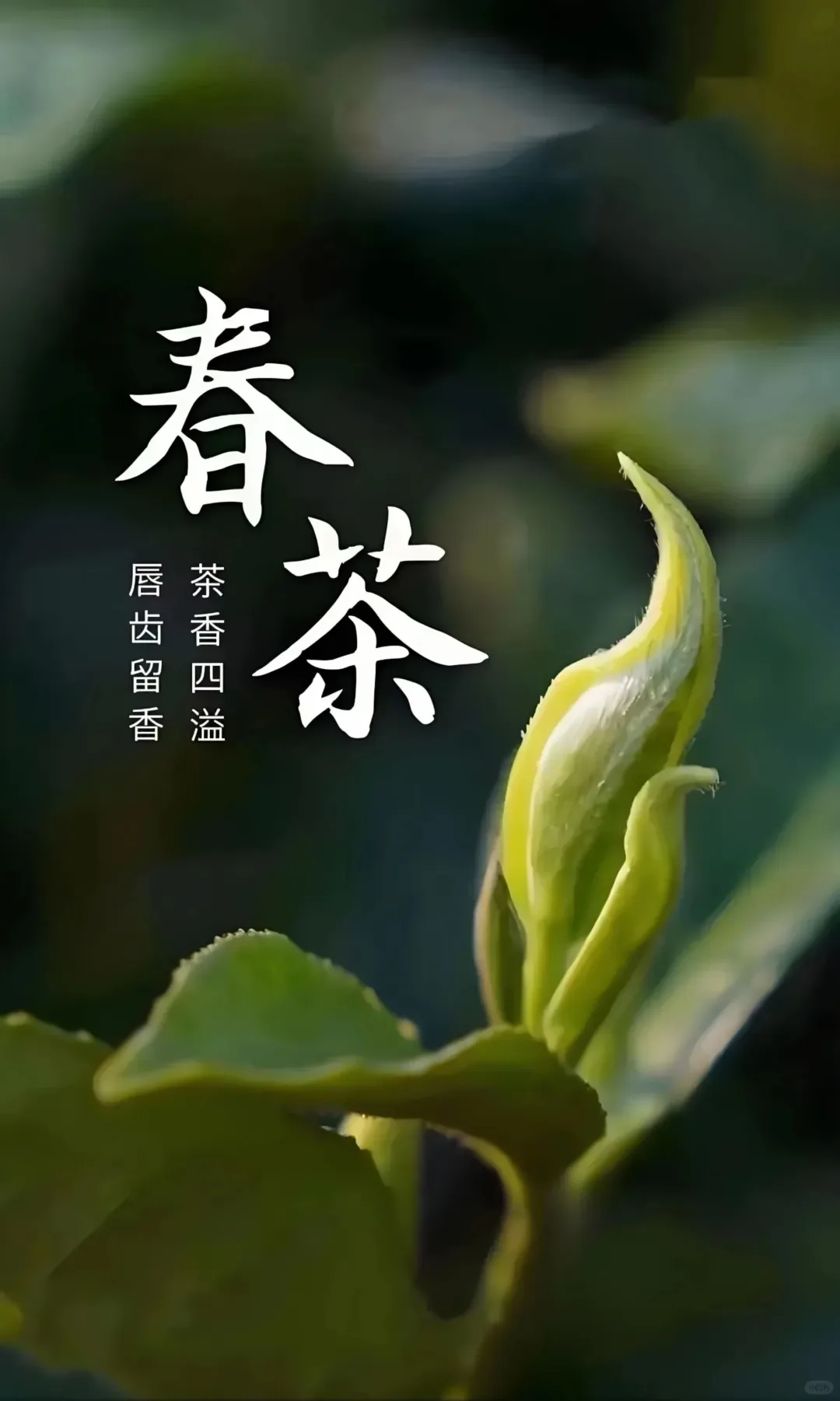 什么叫口粮茶?怎么找一款天天喝也不心疼的茶