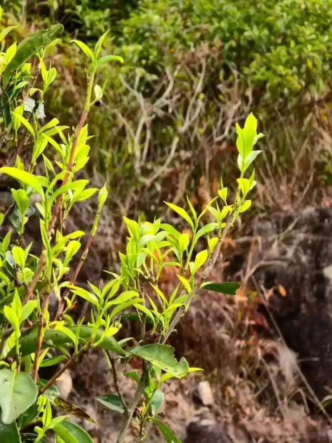 夏天喝冷泡茶,清爽又省事?